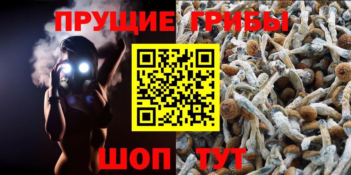 Псилоцибиновые грибы Cubensis Тверь